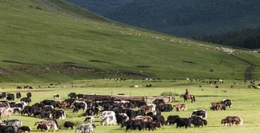 Mongolei-Viehzusammentrieb der Nomaden