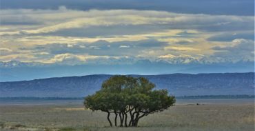 Einsamer Baum vor Kaukasus