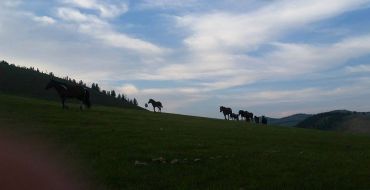 Pferde auf dem Heimweg