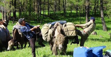 Yaks werden beladen für das Mongolei Trekking