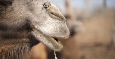 Kamel Portrait Schnute