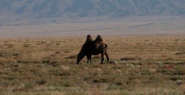 Kamel vor Altai Ausläufer