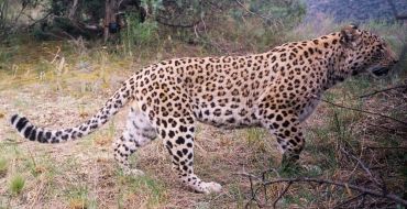 Leopard in Kamerafalle